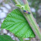 Mini Milkweed Bug