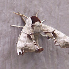 Twin-spotted Sphinx
