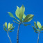 Mangroves or Bakau