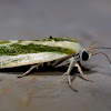 Rough Bollworm Moth