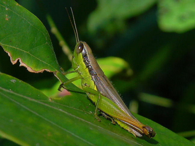 Chinese rice grasshopper