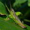Chinese rice grasshopper