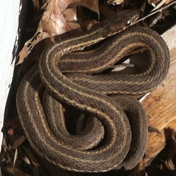 Eastern Garter Snake Project Noah