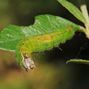 Clear dagger moth (larva)