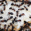 Wood Ants