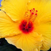  Hibiscus: Yellow, or Hawaii's State Flower