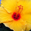  Hibiscus: Yellow, or Hawaii's State Flower
