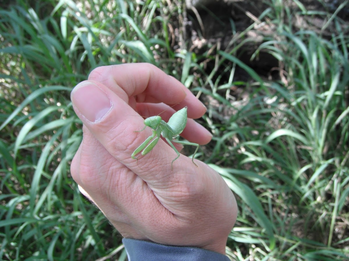 Juvenile Giant Asian Mantis