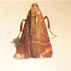 Posturing Arta Moth