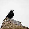 white-crowned wheatear