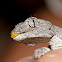 Northern Spiny-tailed Gecko