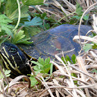 Florida redbellied cooter