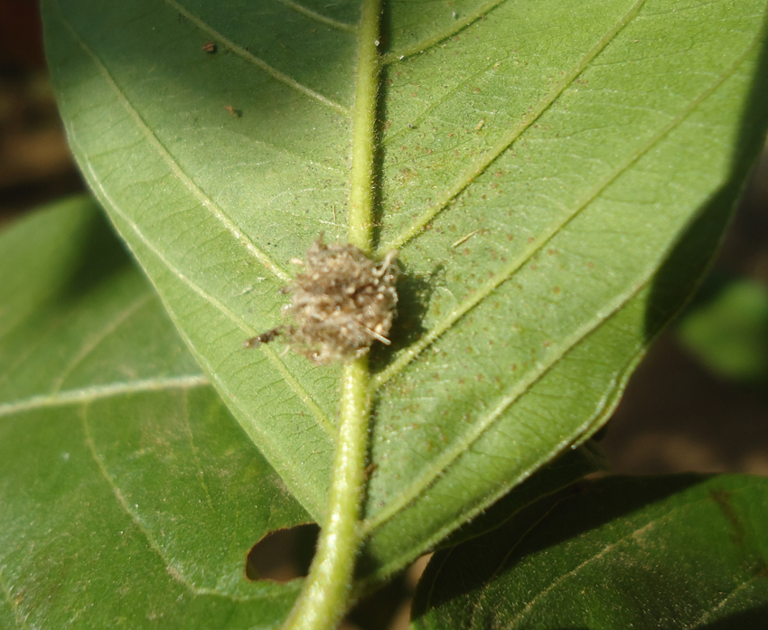 Aphid Lion  (Lacewing larvae)