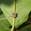 Aphid Lion  (Lacewing larvae)