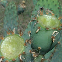 Prickly Pear fruit
