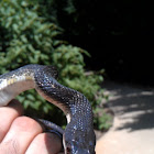 Black rat snake