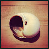 Moon Snail Shell