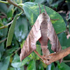 Mulberry hawk moth