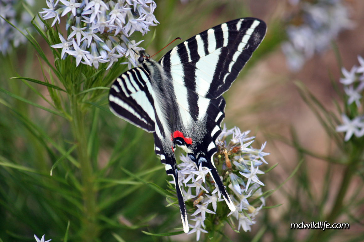 Zebra Swallowtail