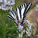 Zebra Swallowtail