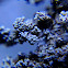 Tomentose snow lichen