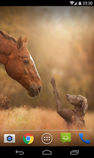 Lastest Dogs wallpapers HQ APK