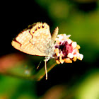 Eastern Pygmy-Blue Butterfly