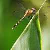 clearwing dragonfly