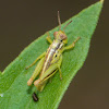 Two-striped grasshopper (nymph)