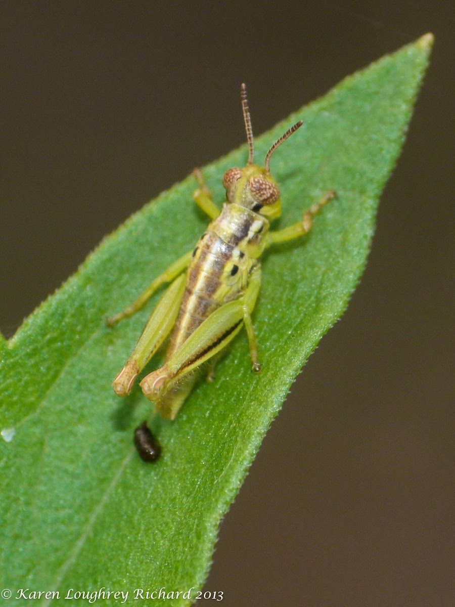 Two-striped grasshopper (nymph)