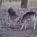 Fallow Deer