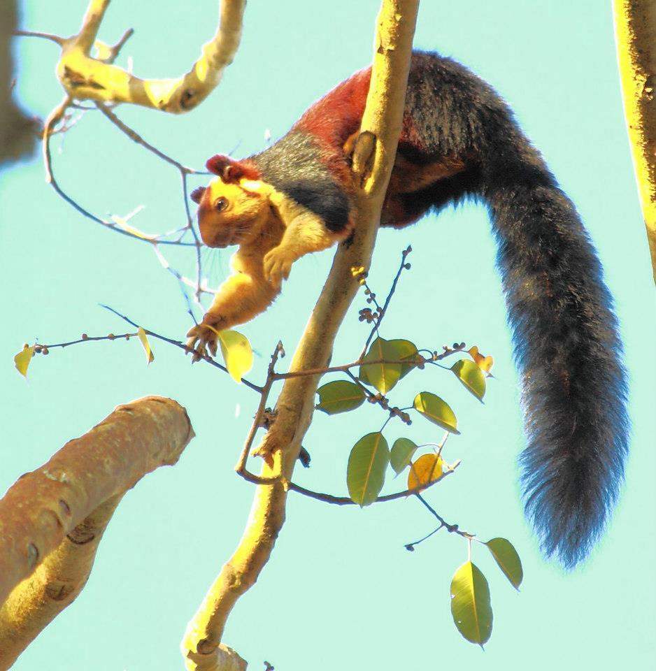 Malabar Giant Squirrel