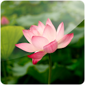 3D Lotus (Pro) logo