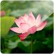 3D Lotus (Pro)