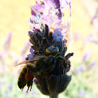 Masked Crab Spider