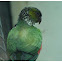 The Black-capped Parakeet