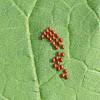 Coreid bug - eggs