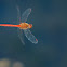 Autumn Meadowhawk dragonfly (male, in flight)