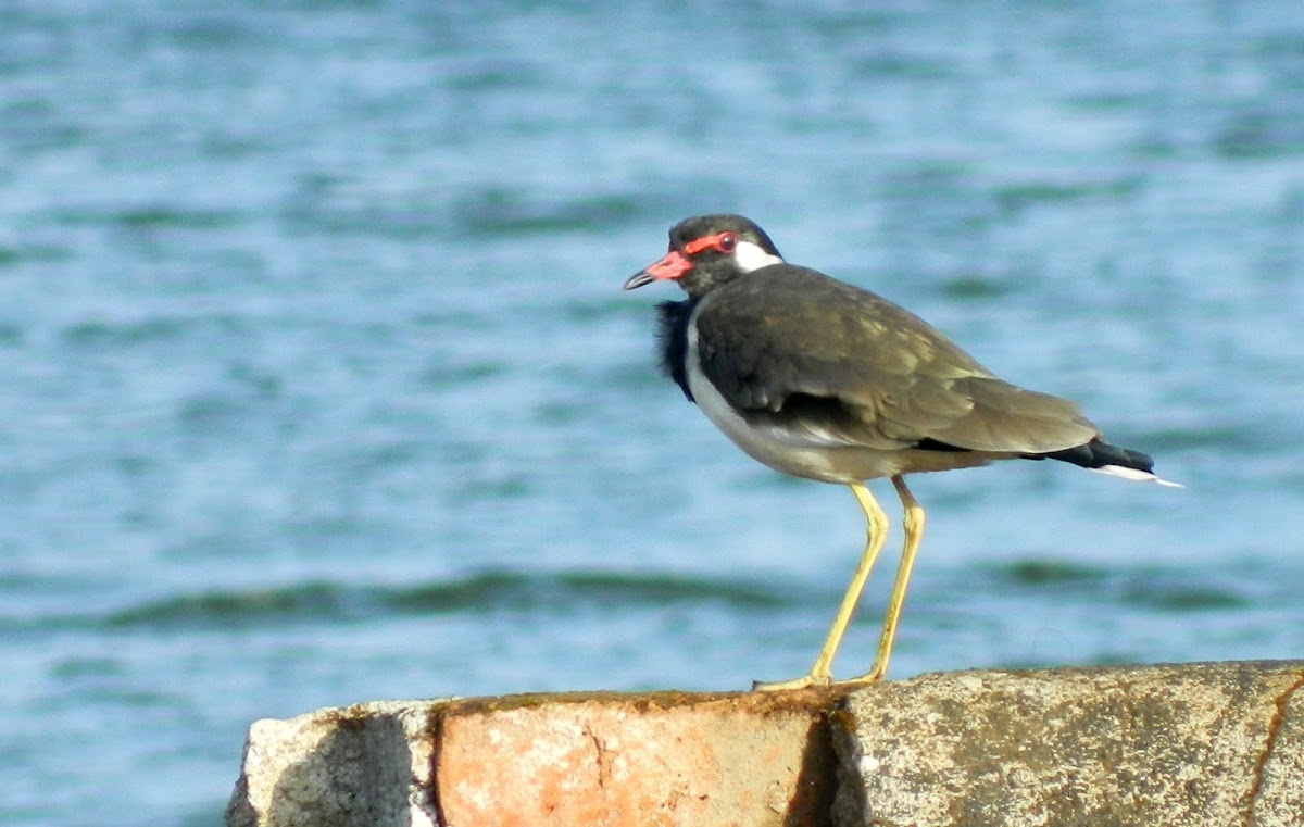 Red wattled Lapwing