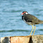 Red wattled Lapwing