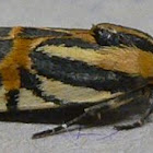 Black-dotted Spragueia Moth