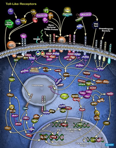 [toll-like_receptors_pathway[2].jpg]