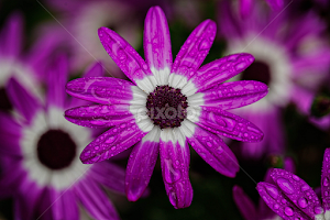 Beauty of the backyard by Brent Morris - Flowers Flower Gardens