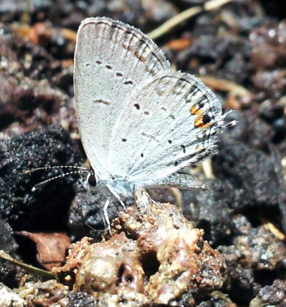 Eastern tailed blue butterfly