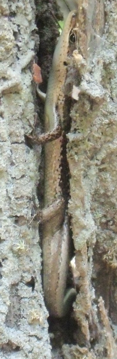 Mabuya nigropunctata