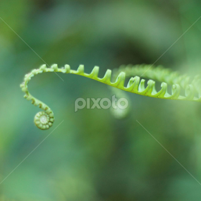 pucuk pakis by Emerald Jasmine - Nature Up Close Gardens & Produce