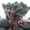 yucca tree