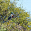 Martim pescador grande (Ringed Kingfisher)