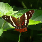 Banded Peacock