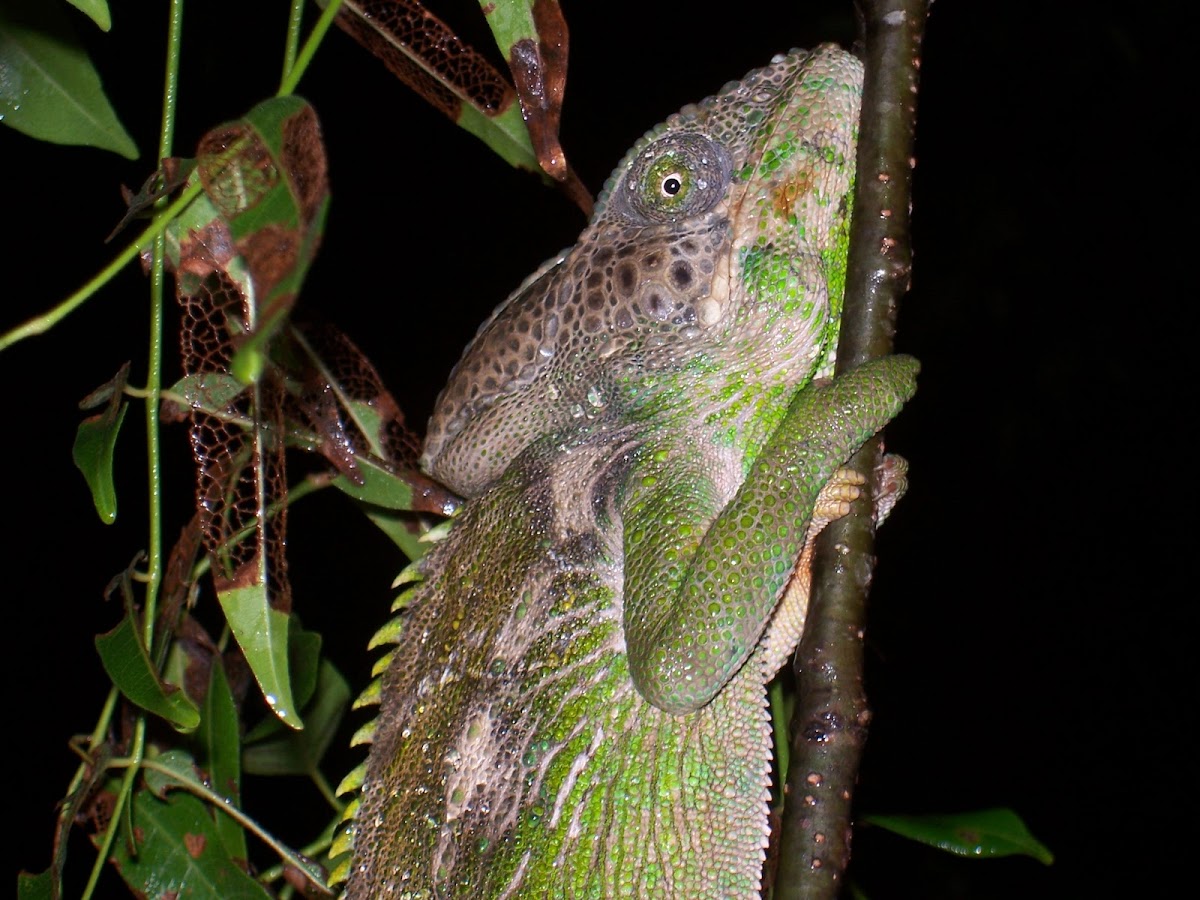 Madagascar Giant Chameleon